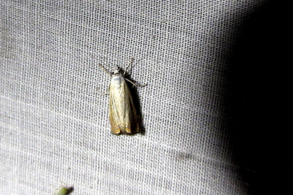 Chrysoteuchia culmella - kerti fűgyökérmoly