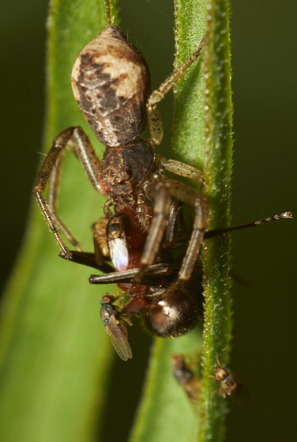 Tmarus piger/stellio