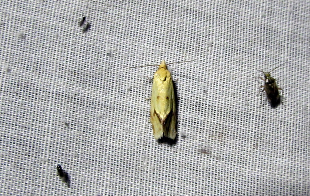 Agapeta hamana - közönséges sárgamoly