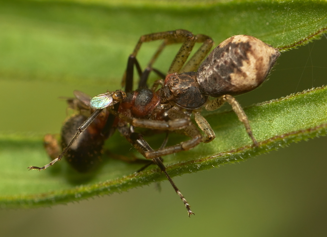 Tmarus piger/stellio
