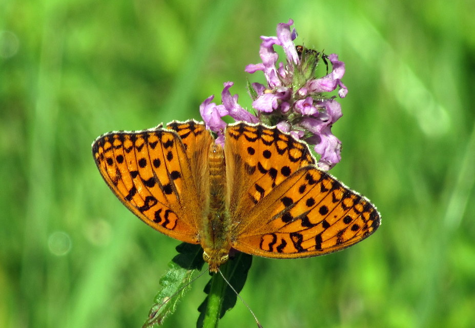 Argynnis adippe - ezüstös gyöngyházlepke