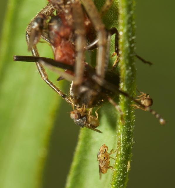 Chloropidae - gabonalegyek