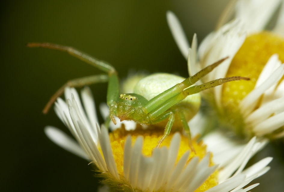 Ebrechtella tricuspidata - alakoskodó karolópók