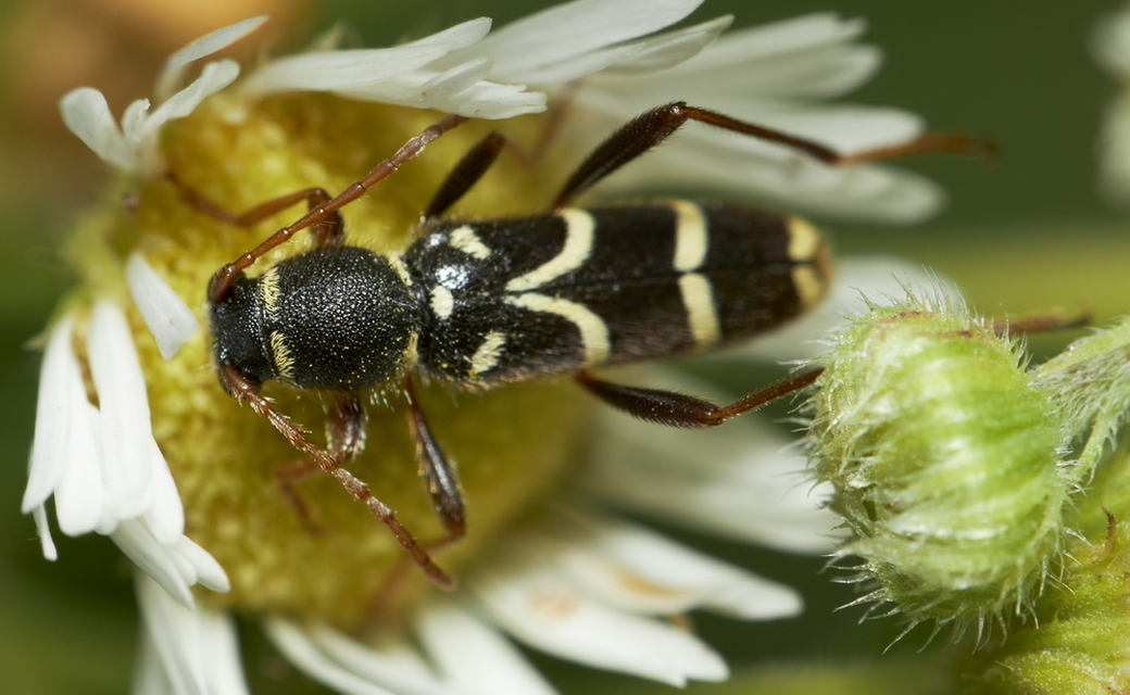 Clytus rhamni - benge-darázscincér