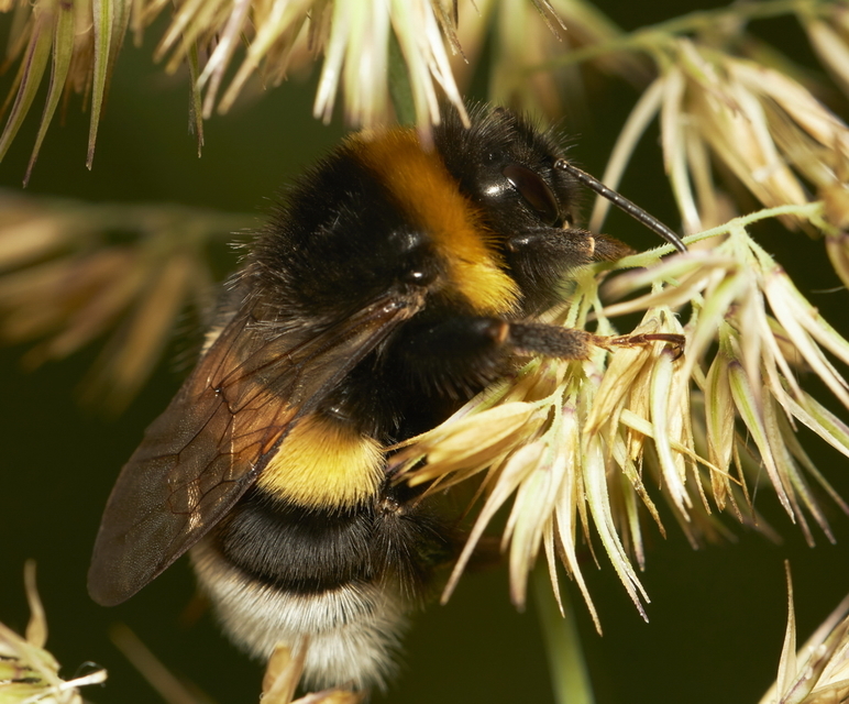 Bombus terrestris/lucorum