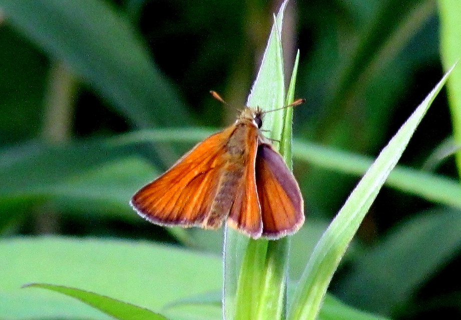 Thymelicus lineola - vonalas busalepke
