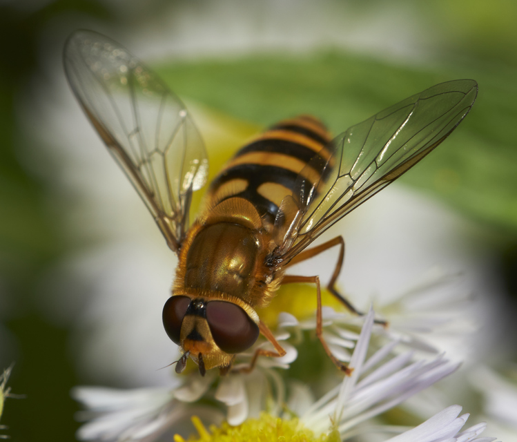 Syrphus