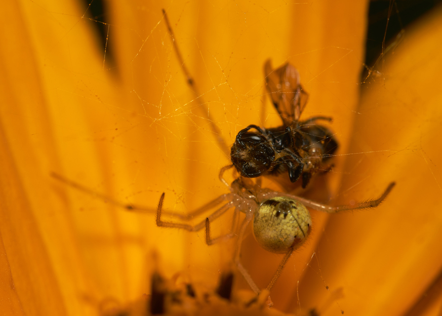 Enoplognatha ovata/latimana