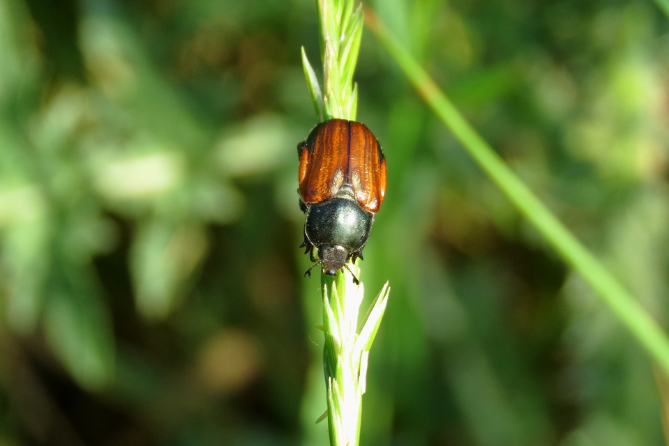 Anisoplia lata - széles szipoly Anisoplia lata - széles szipoly