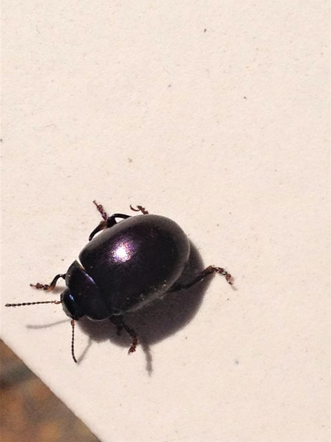 Chrysolina sturmi - vöröslábú levelész