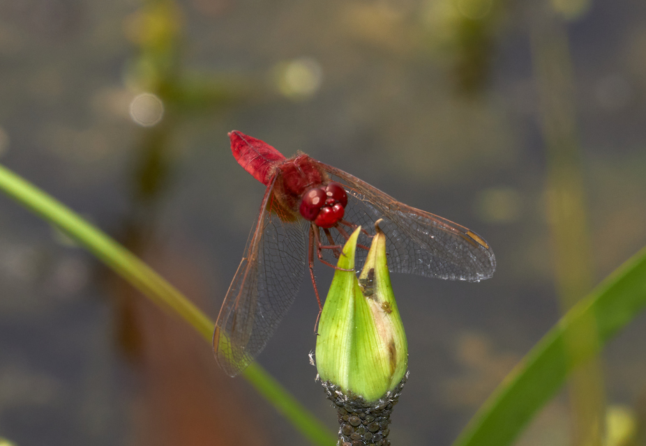 Crocothemis erythraea - skarlát szitakötő