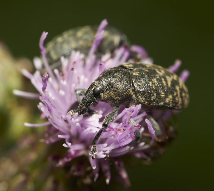 Larinus turbinatus - kúposorrú púderbarkó