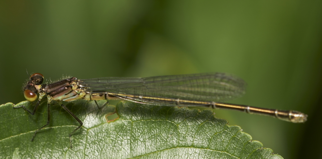 Erythromma viridulum - kis pirosszemű-légivadász