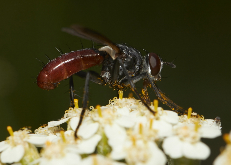 Cylindromyia bicolor
