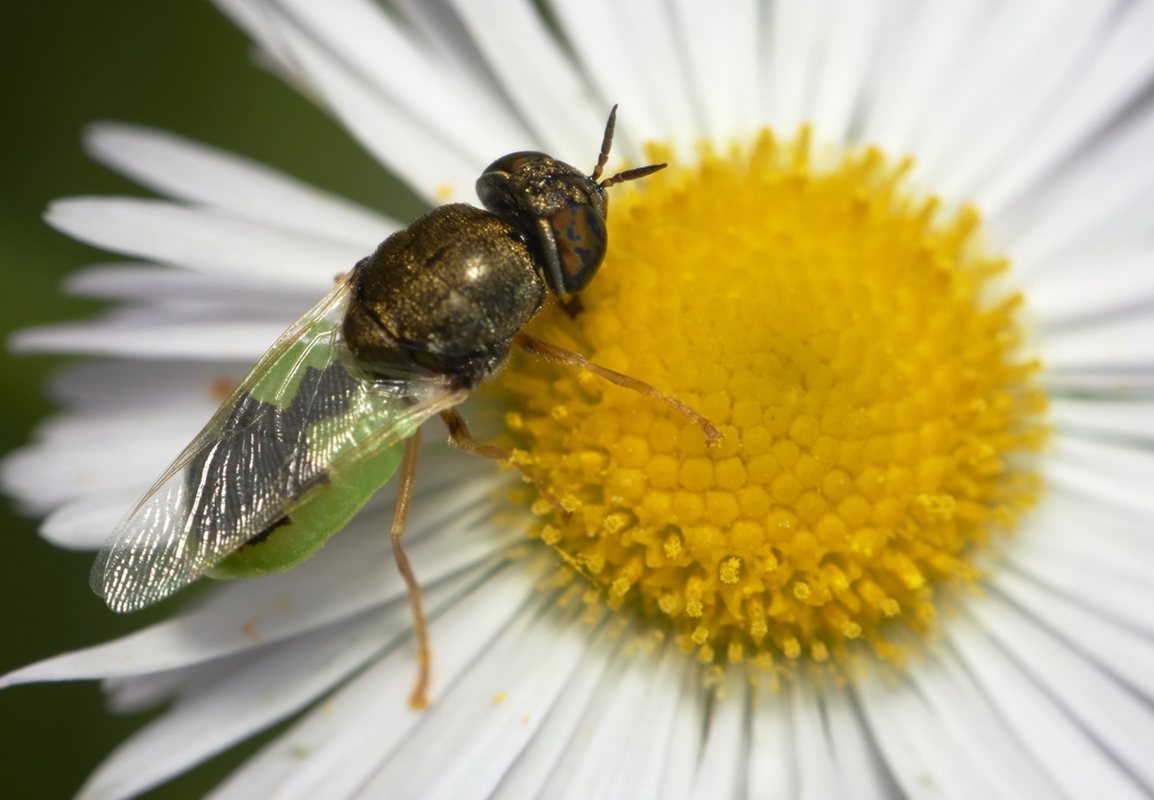 Oplodontha viridula - zöld zömöklégy