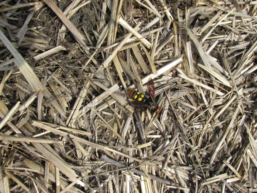 Megascolia maculata - óriás-tőrösdarázs
