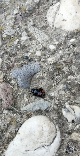 Hister quadrimaculatus - közönséges sutabogár