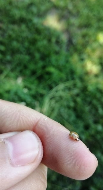 Adalia decempunctata - tízpettyes katica