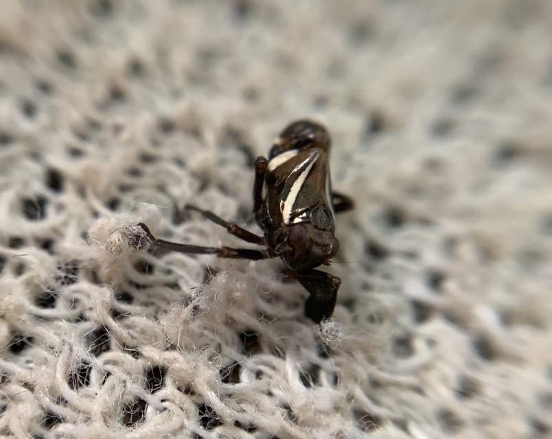 Caliscelis wallengreni
