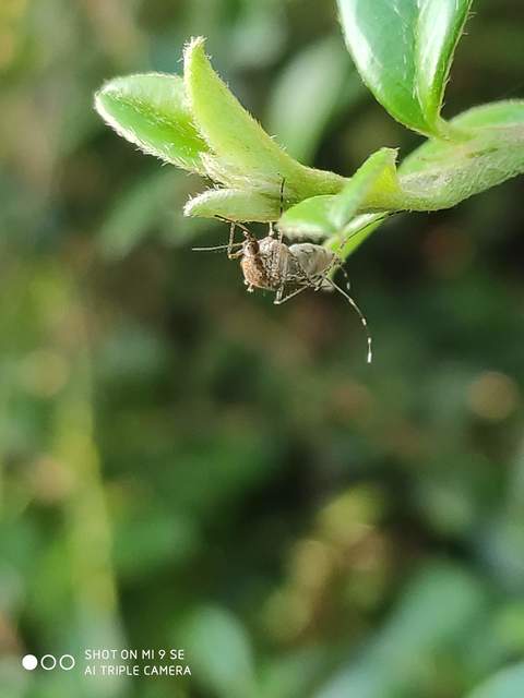 Culicidae - csípőszúnyogok