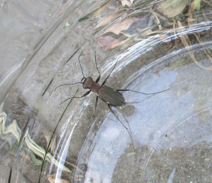 Cylindera germanica - parlagi homokfutrinka