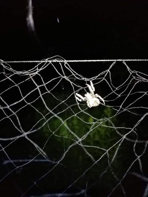Araneus circe/angulatus