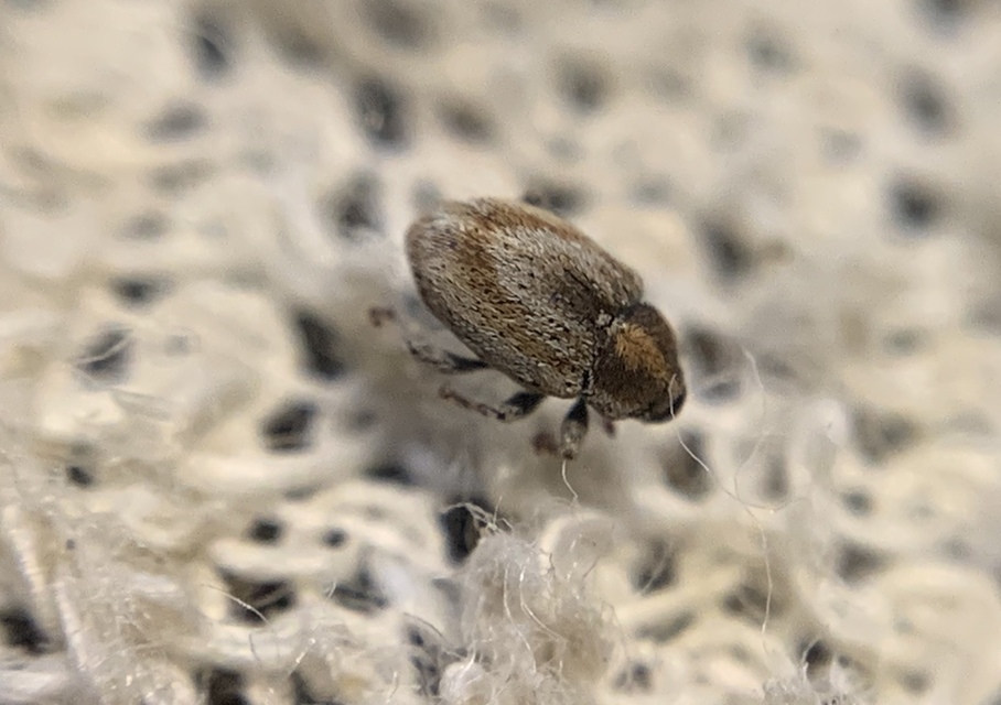 Sibinia femoralis - foltos habszegfűormányos