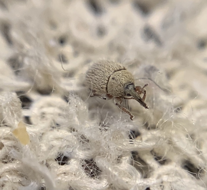 Mecinus ictericus - bundás útifűormányos