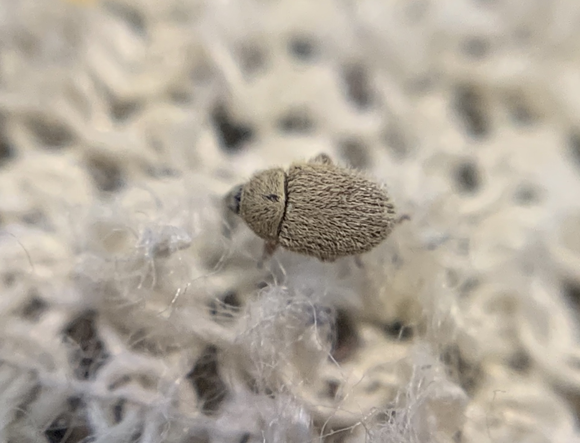 Mecinus ictericus - bundás útifűormányos