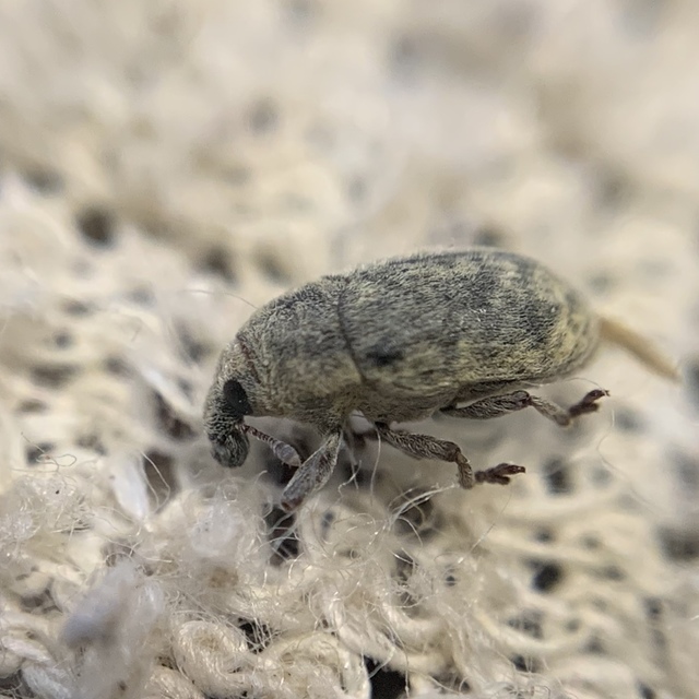 Larinus minutus - aprópúderbarkó