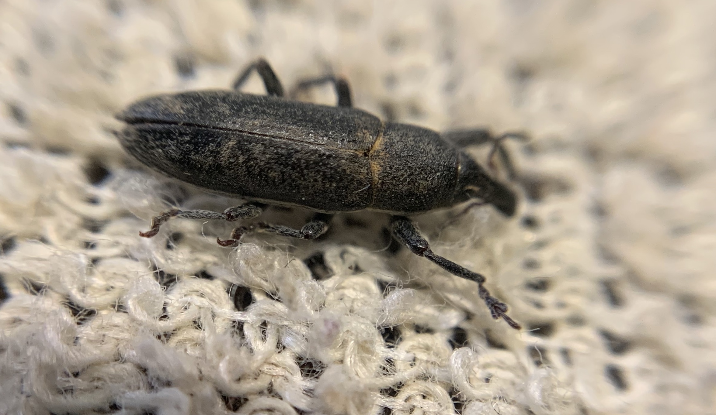 Lixus ochraceus - retek-dudvabarkó