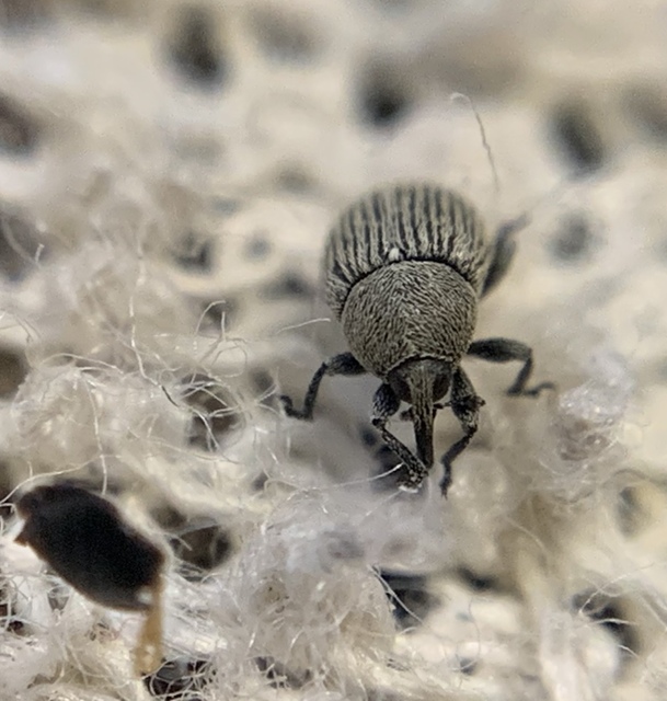 Cleopomiarus micros - közönséges kékcsillagormányos Cleopomiarus micros - közönséges kékcsillagormányos