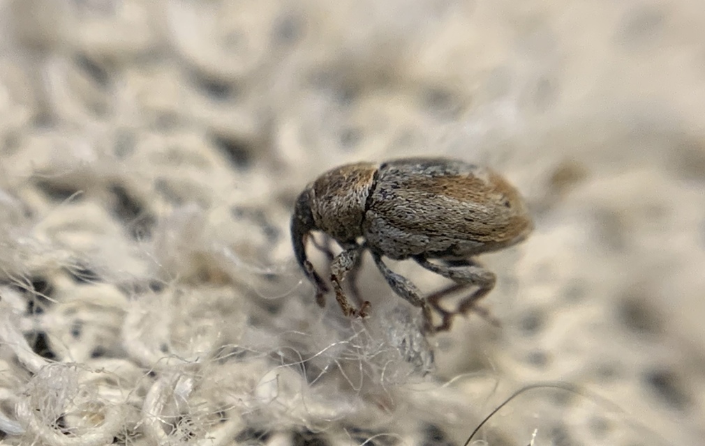 Sibinia femoralis - foltos habszegfűormányos