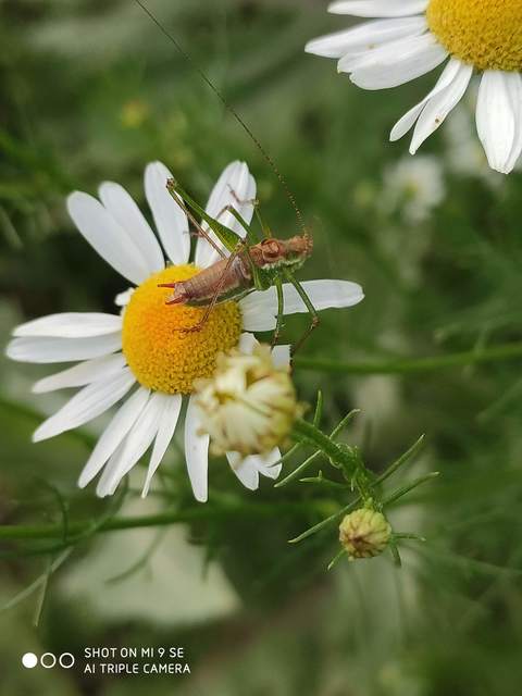 Leptophyes albovittata - közönséges virágszöcske