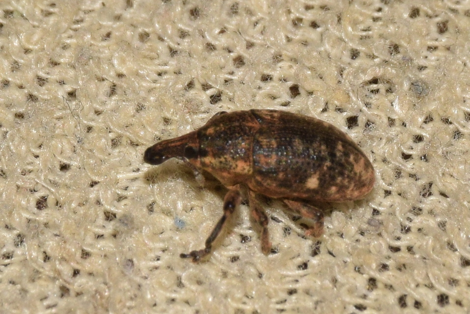 Larinus pollinis - bábakalács-púderbarkó