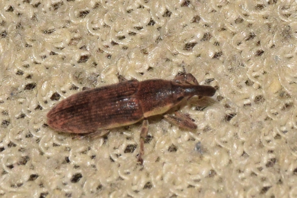 Lixus ochraceus - retek-dudvabarkó