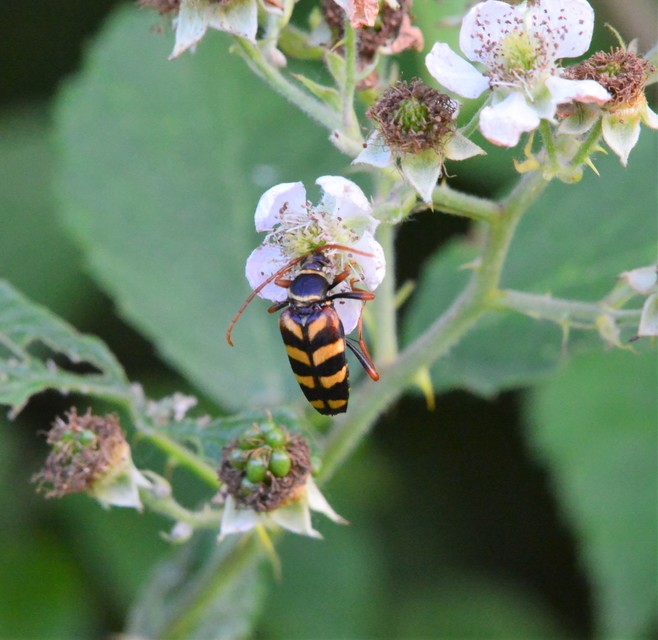Leptura aurulenta - sárgaszőrű szalagoscincér