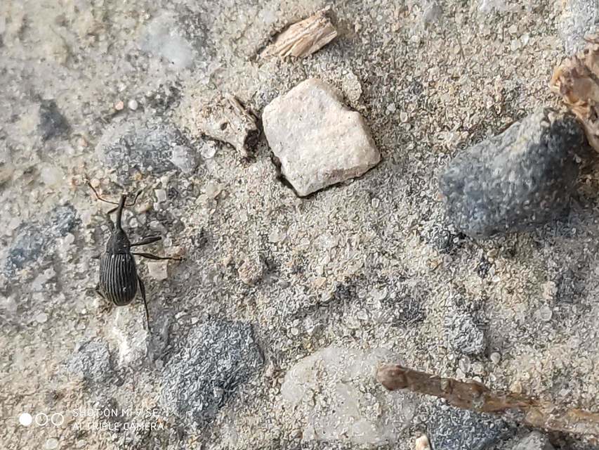 Anthonomus rubi - szamóca-bimbólikasztó Anthonomus rubi - szamóca-bimbólikasztó
