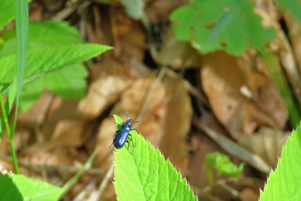 Platycerus caraboides - kis fémesszarvasbogár