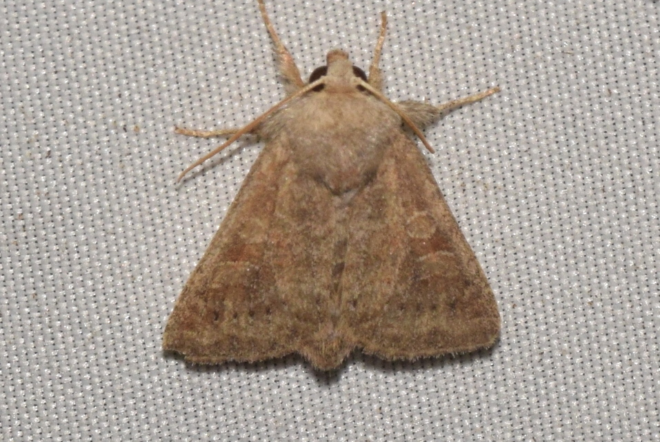 Parastichtis suspecta - sötét erdeibagoly