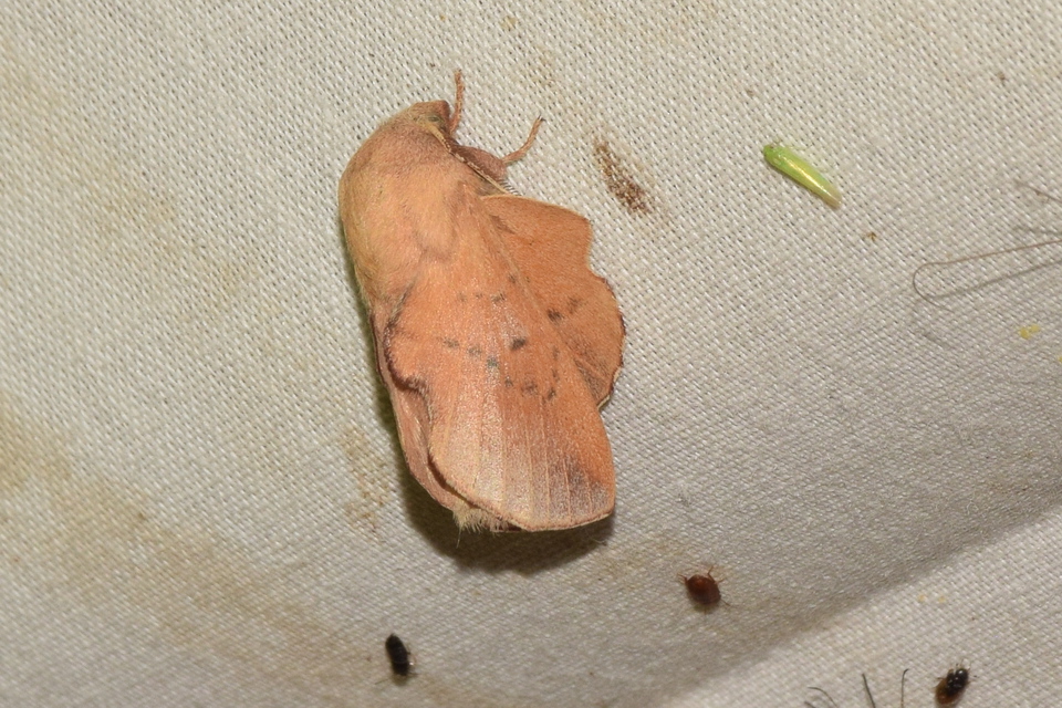 Phyllodesma tremulifolia - nyárlevélpohók