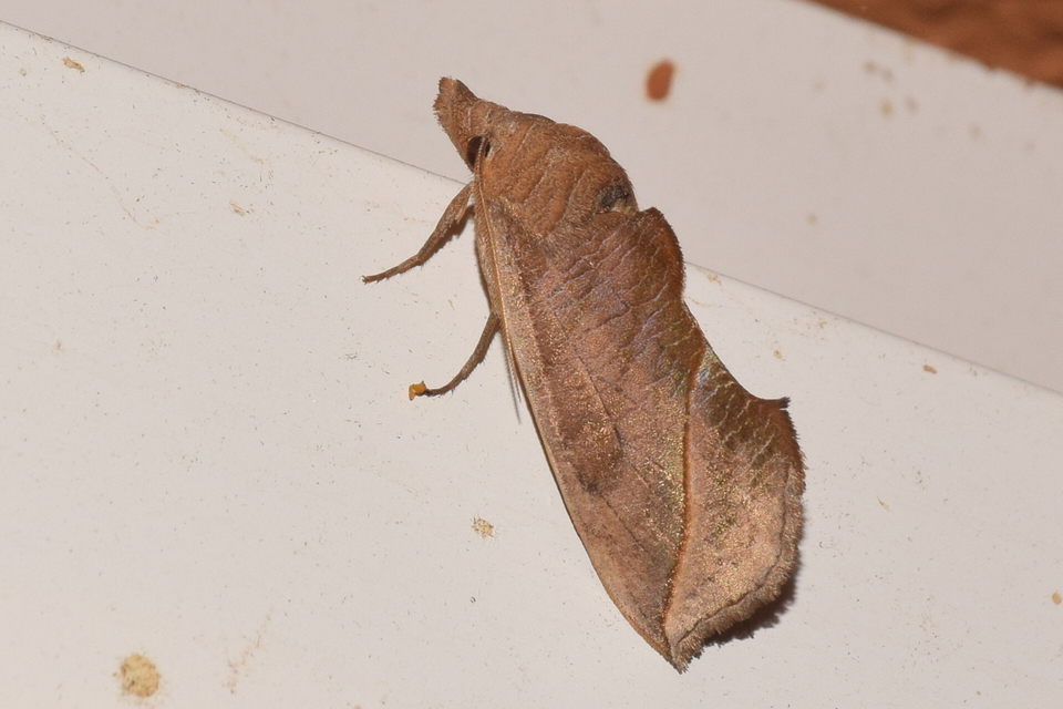 Calyptra thalictri - öblösszárnyú bagoly