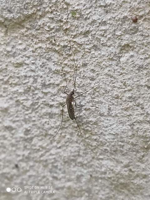Culicidae - csípőszúnyogok