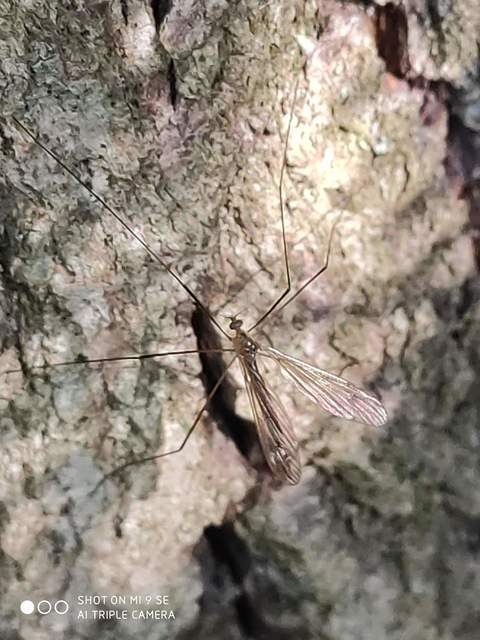 Pilaria discicollis