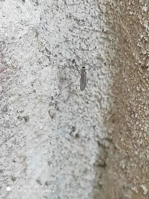 Cecidomyiidae - gubacsszúnyogok
