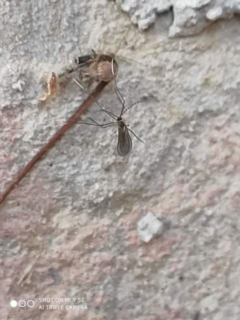 Cecidomyiidae - gubacsszúnyogok