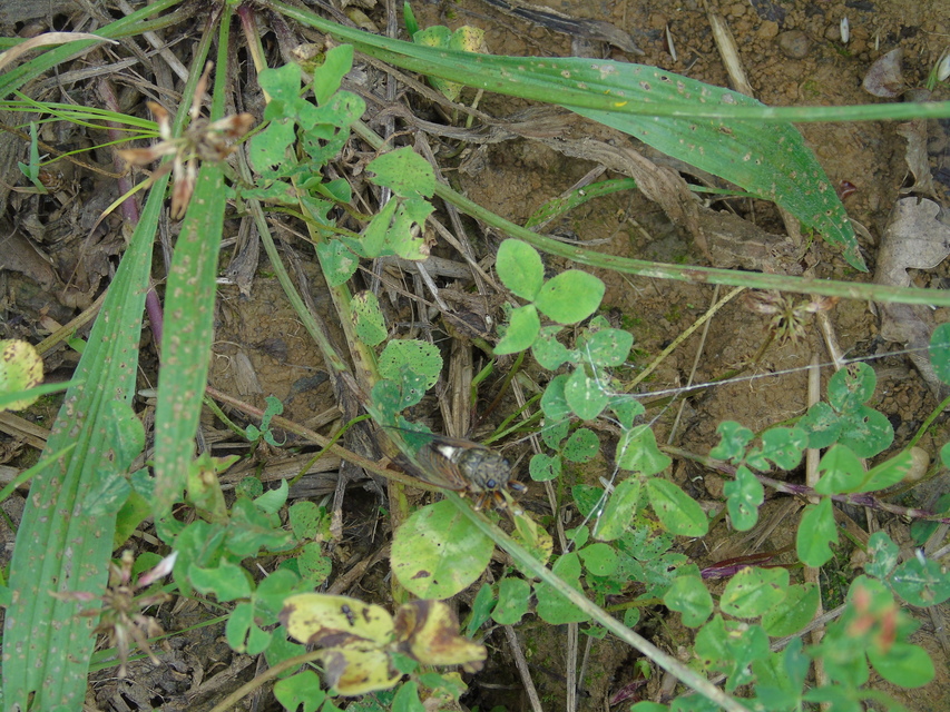 Cicadetta montana