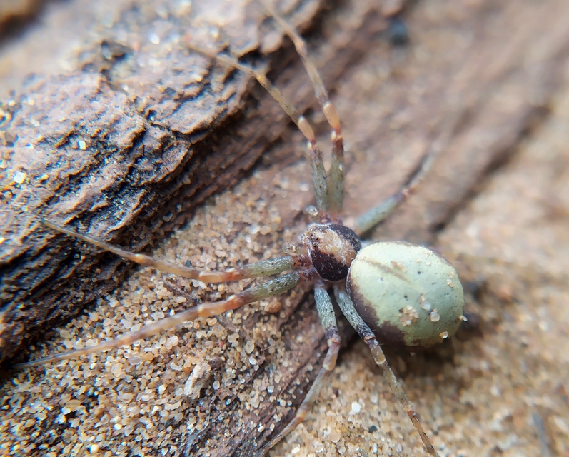 Philodromus cespitum