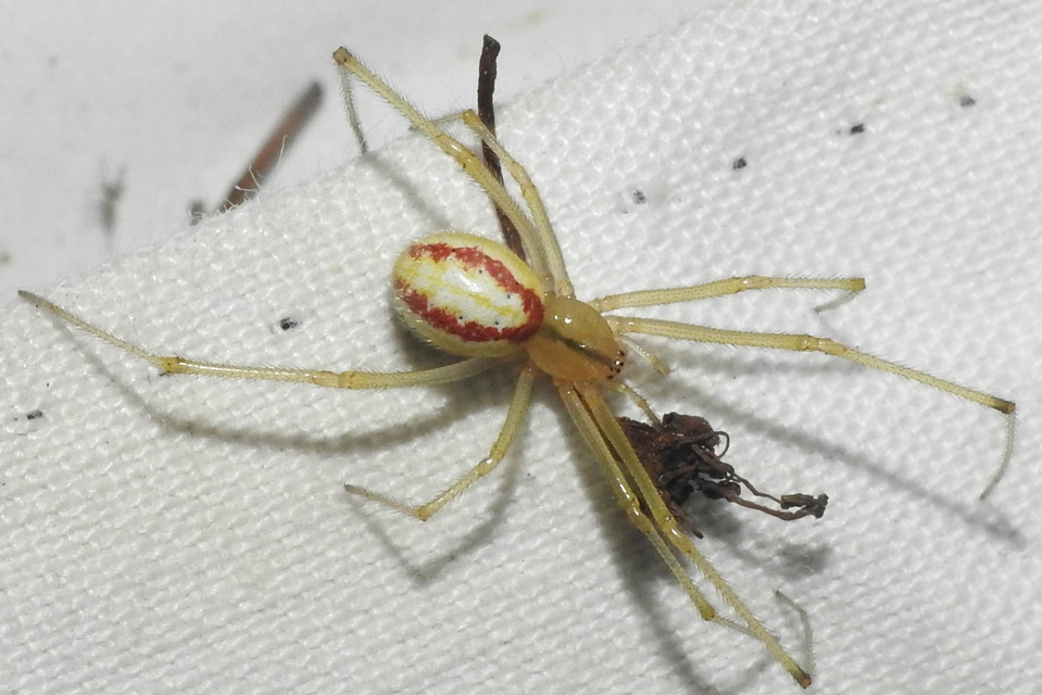 Enoplognatha ovata/latimana