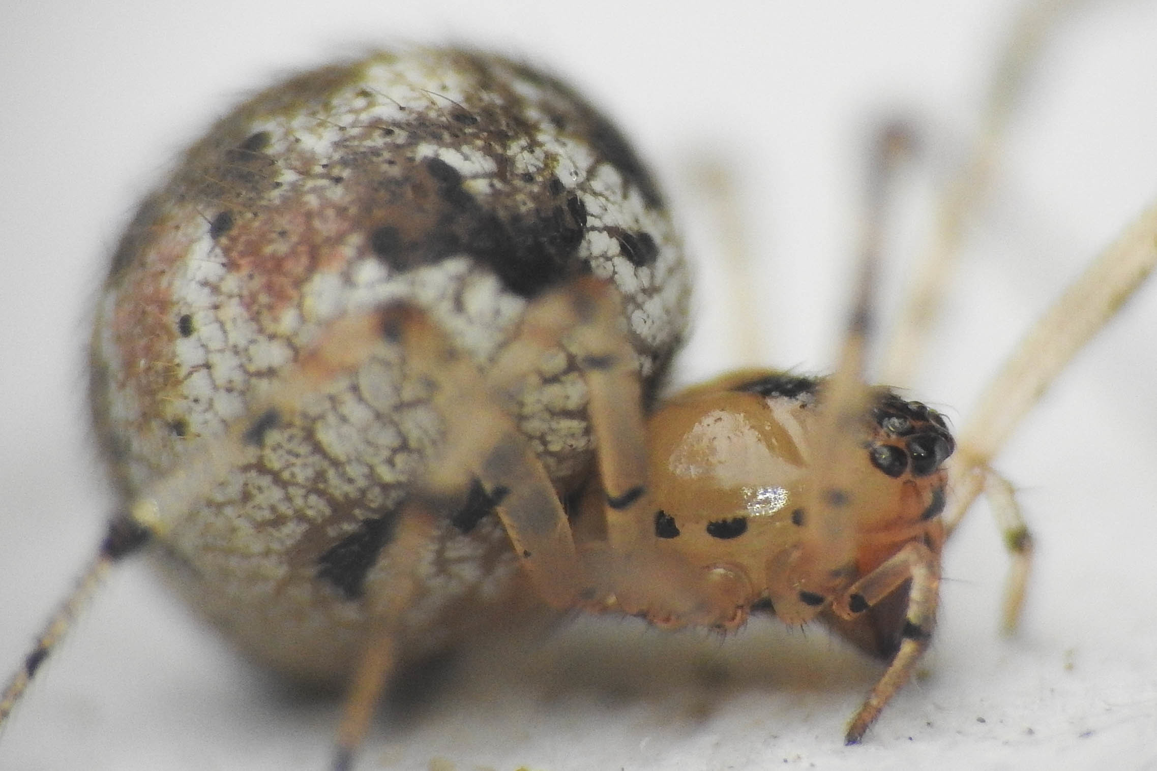 Platnickina tincta - öves törpepók